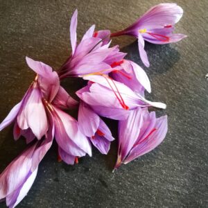 saffron flower extract